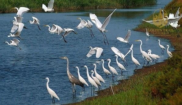 Xuan Thuy National Park Bird Watching Day Tour: An Avian Wetland Adventure